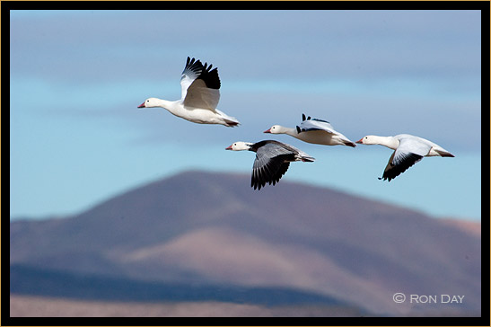 Snow Geese, (Chen caerulescens), Bosque del Apache